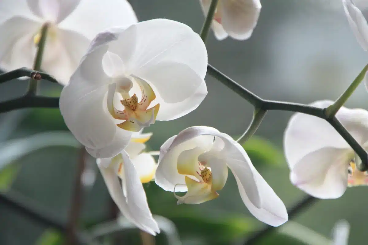 orchidée  taille