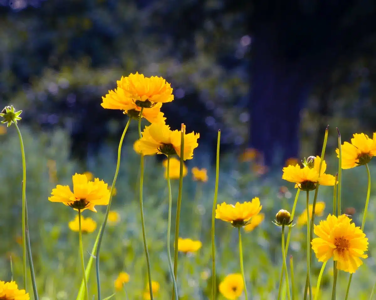 bretagne  plantes